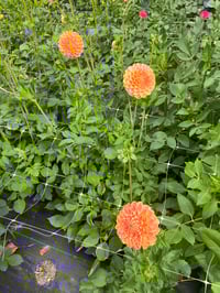 Image 2 of Chrichton Honey - Ball Type