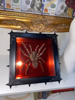 Image of Spiked Metallic Red Spider 