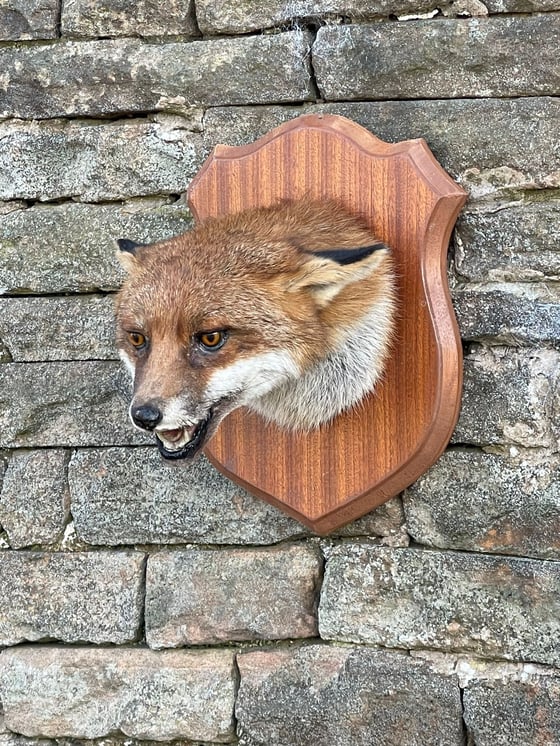 Image of Traditional Taxidermy Fox Mask 