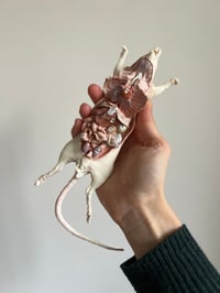 Image 5 of Rat resin cast 