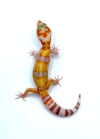 Giant White & Yellow High Contrast Tangerine (Tremper) H-37