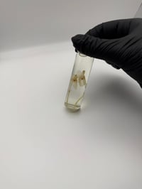 Image 1 of Violets (Viola) Flowers Wet Specimen | 20ml Vial