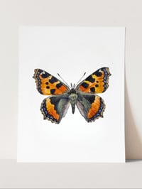 Image 1 of Tortoiseshell Butterfly PRINT
