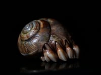 Image 22 of Dental Snull sculpture- dark walnut color, OOAK
