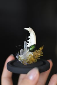 Image 4 of Campana con mandibola di gatto