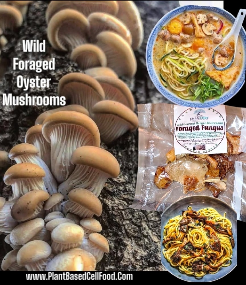 FORAGED FUNGUS Wild Seasonal Dehydrated Mushrooms (1 oz.)-Lions' Mane-Lobster-Matsutake-Maitake-Etc.