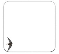 Image 3 of White throated Needletail - June 2020