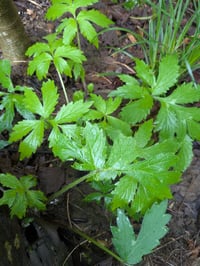Image 2 of Pacific Waterleaf : Hydrophyllum tenuipes