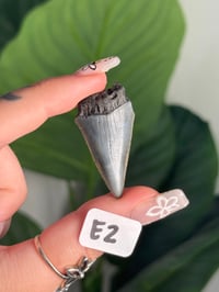 Image 5 of SMALL MEGALODON TEETH -SOUTH CAROLINA- CHOOSE YOUR OWN LOT 2 