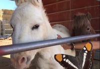 Image 2 of Reiki for Equines