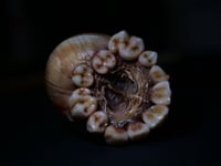 Image 14 of Dental Snull sculpture- blonde bone color, OOAK