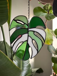 Image 1 of MONSTERA LEAF