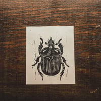Image 1 of Coleoptera beetle