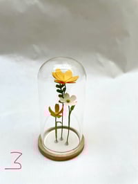 Image 5 of Mini jardin sous cloche, série 1