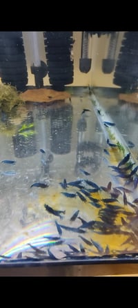 Image 1 of blue dream shrimp