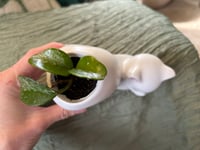 Image 3 of Hoya Pubicalyx in White Cat Pot