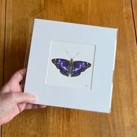 Lesser Purple Emperor Butterfly - Giclee Print