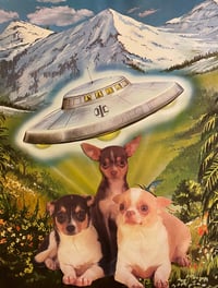 Chihuahua abduction 