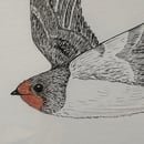 Image 2 of £50 originals - Swallow , ink & watercolour