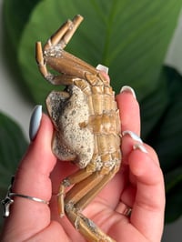 Image 2 of 15 MILLION YEAR OLD FOSSILIZED CRAB -MADAGASCAR- B