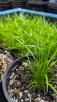Image 2 of Small-fruited Bulrush : Scirpus microcarpus