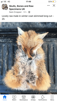 Image 2 of Make your own Taxidermy Fox Mask Tues 10th Feb 5.30pm - 10pm 