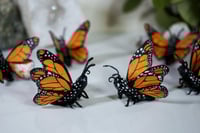Image 1 of Monarch Butterflies