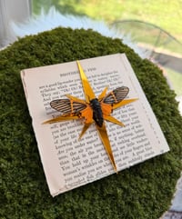 Image 3 of Golden Cicada 