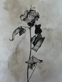 rotten rose