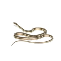 Peninsula Ribbon Snake 