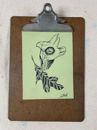 Skoliage 1