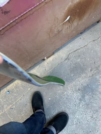 Image 6 of 8.75" Popsicle - Landshark