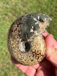 Image 15 of Ammonite Fossil | Madagascar #3022