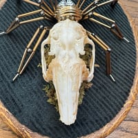 Image 2 of Rabbit skull spider (b, 5x7 inches)