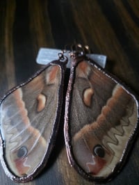 Image 2 of Cecropia Moth Wing Earrings