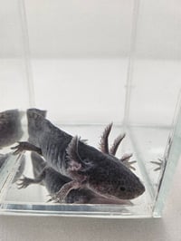 Image 1 of Black Pudding