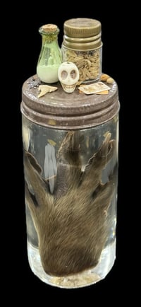 Image 3 of Raccoon Paw & Mini Curio