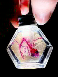 Image 1 of Diaphonzed chameleon with spine birth defect 