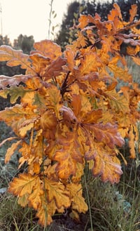 Image 7 of Plant a Tree