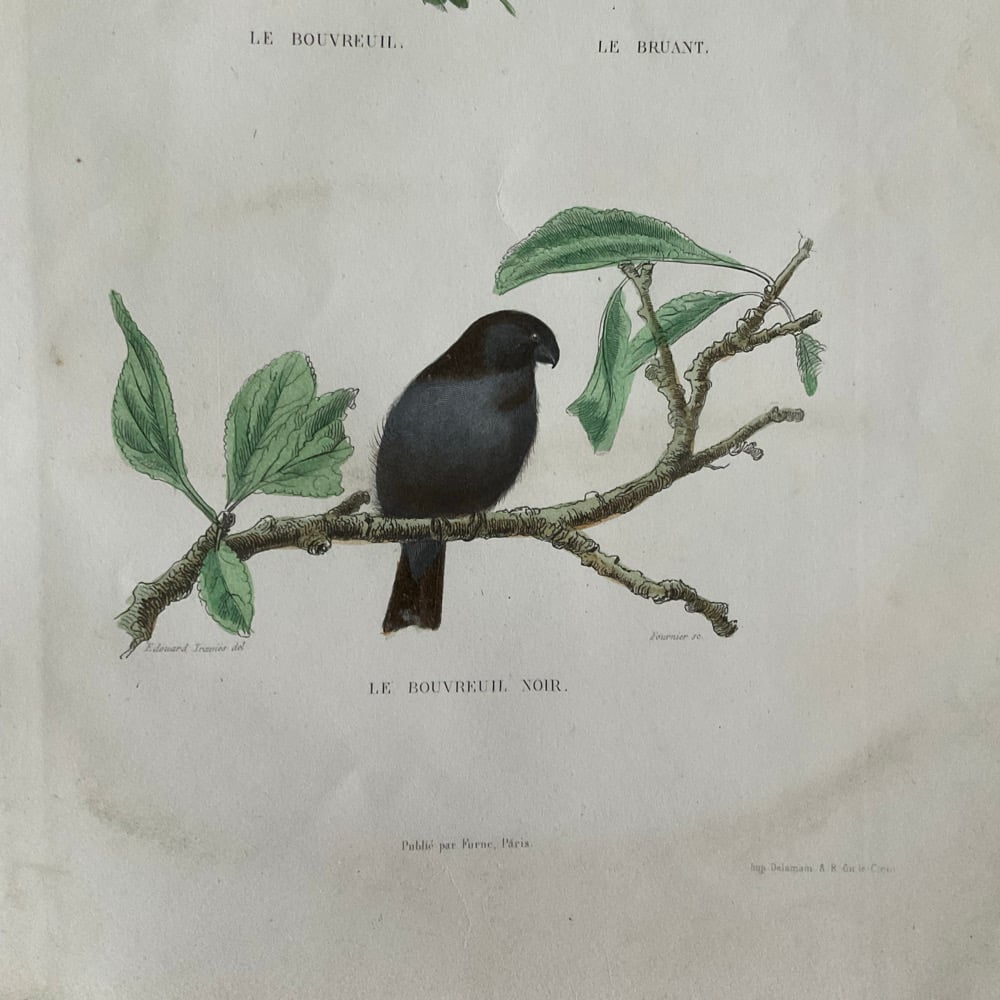 Image of Bird Picture
