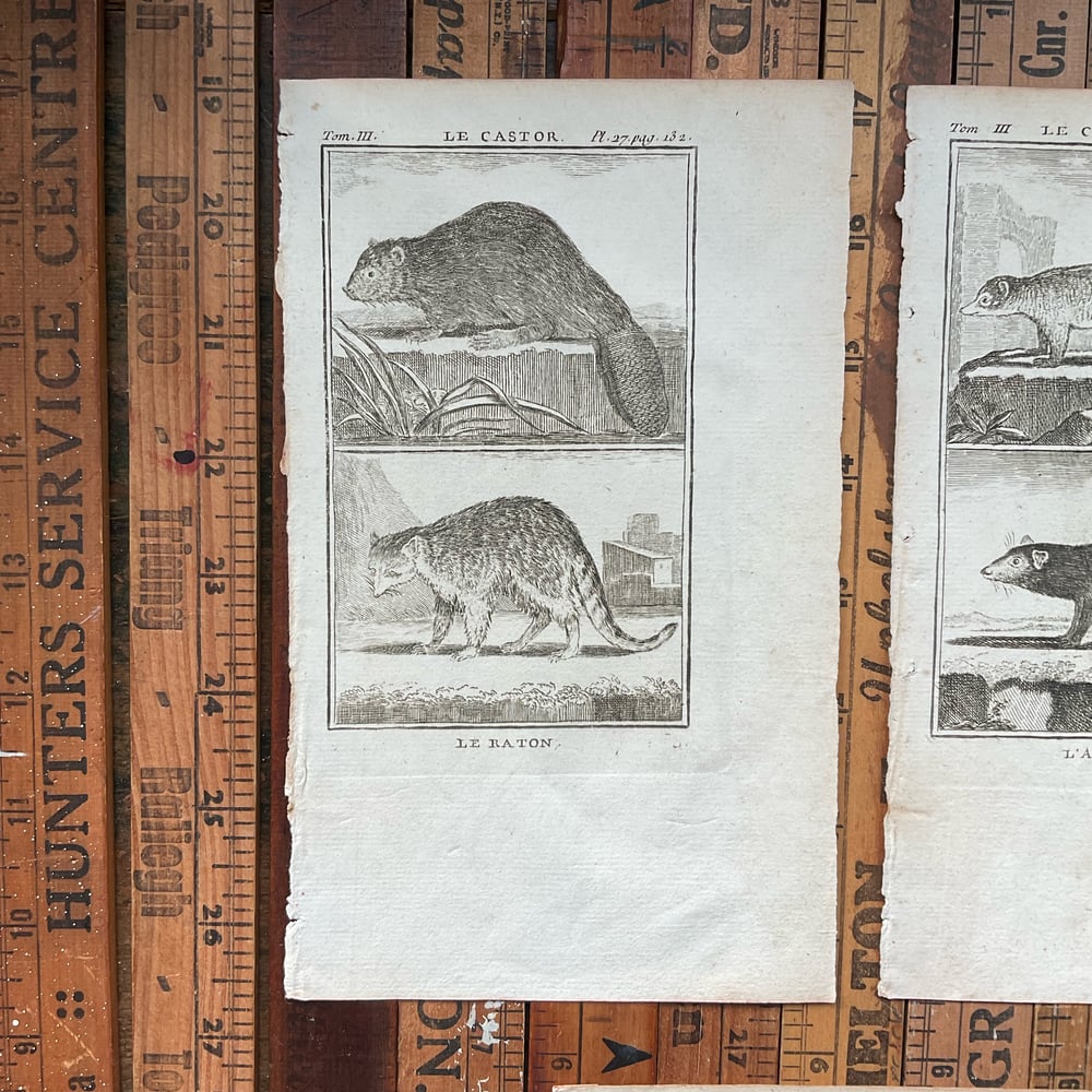 Image of French Animal Engravings set no.3