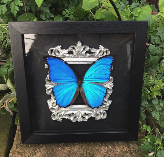 Image of Ornate Victoriana Framed Blue Morpho Butterfly Extra Large