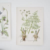 Image 5 of Planche De Botanique Plantes Médicinales 