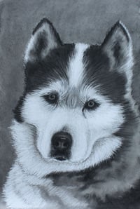 Image 1 of Custom Pet Portrait Charcoal Drawing 