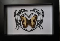 Image 1 of 14. Skeleton heart hands | Cymothoe indamora 