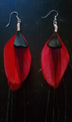 Image of Feather Earrings - Red/Peacock