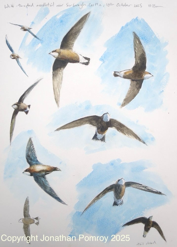 Image of White-throated needletail at Scarborough castle, 10th October 2025
