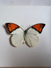 Image 2 of Butterfly Species Framed