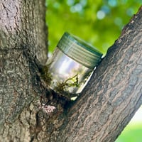 Image 1 of Moss Jar