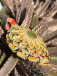 Image 2 of winter cactus bloom